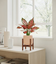 Load image into Gallery viewer, Gentle Pink stand:walnut