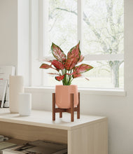 Load image into Gallery viewer, Calm Rose stand:walnut