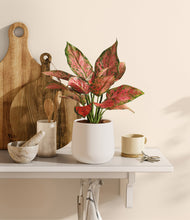 Load image into Gallery viewer, White