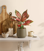 Load image into Gallery viewer, Olive