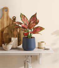 Load image into Gallery viewer, Deep Navy