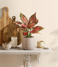 Load image into Gallery viewer, Eternal Gray