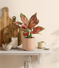 Load image into Gallery viewer, Gentle Pink