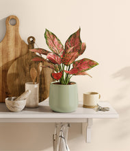 Load image into Gallery viewer, Turquoise