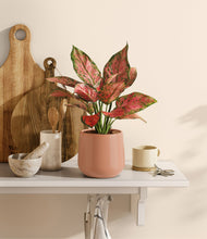 Load image into Gallery viewer, Calm Rose