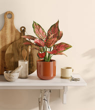 Load image into Gallery viewer, Glossy Red