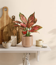 Load image into Gallery viewer, Glossy Pink