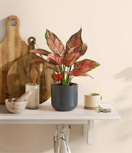 Load image into Gallery viewer, Iron Gray