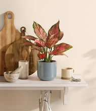 Load image into Gallery viewer, Misty Blue