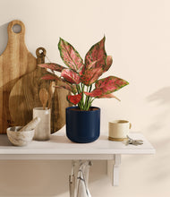 Load image into Gallery viewer, Twilight Blue