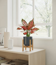 Load image into Gallery viewer, Iron Gray stand:bamboo