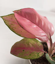 Load image into Gallery viewer, Aglaonema Red Star