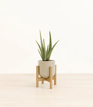 Load image into Gallery viewer, Sage Green stand:bamboo