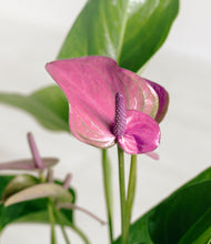 Lade das Bild in den Galerie-Viewer, ALL