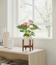 Load image into Gallery viewer, Cotton White stand:walnut