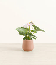Load image into Gallery viewer, Calm Rose*****Profile