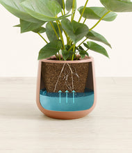 Load image into Gallery viewer, Calm Rose