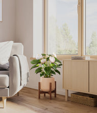 Load image into Gallery viewer, Gentle Pink stand:walnut