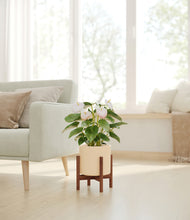 Load image into Gallery viewer, Cream stand:walnut