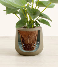Load image into Gallery viewer, Olive stand:all