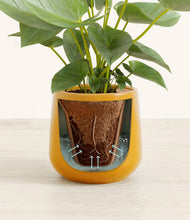 Load image into Gallery viewer, Mustard stand:all