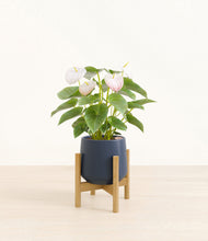 Load image into Gallery viewer, Deep Navy stand:bamboo