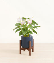 Load image into Gallery viewer, Deep Navy stand:walnut