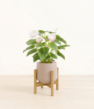 Load image into Gallery viewer, Eternal Gray stand:bamboo