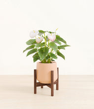 Load image into Gallery viewer, Gentle Pink stand:walnut