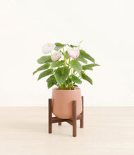 Load image into Gallery viewer, Calm Rose stand:walnut