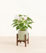 Load image into Gallery viewer, Turquoise stand:walnut