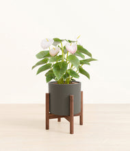 Load image into Gallery viewer, Dark Olive stand:walnut
