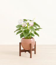 Load image into Gallery viewer, Calm Rose stand:walnut
