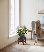 Load image into Gallery viewer, Deep Navy stand:walnut