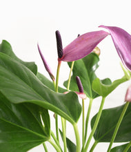 Load image into Gallery viewer, ALL