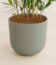 Load image into Gallery viewer, Sage Green stand:all