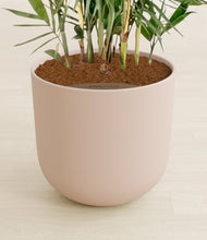 Load image into Gallery viewer, Sandy Pink stand:all