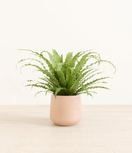 Load image into Gallery viewer, Gentle Pink*****Profile