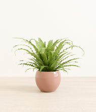 Load image into Gallery viewer, Calm Rose*****Profile