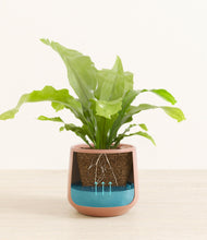 Load image into Gallery viewer, Calm Rose