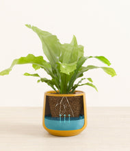 Load image into Gallery viewer, Mustard