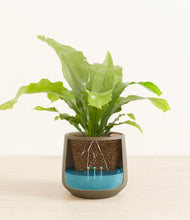 Load image into Gallery viewer, Olive