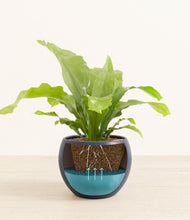 Load image into Gallery viewer, Deep Navy