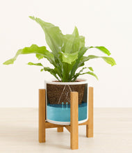 Load image into Gallery viewer, White stand:light