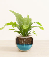 Load image into Gallery viewer, Shiny EggWhite