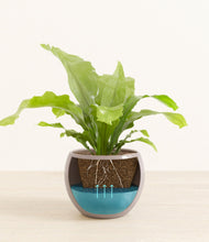 Load image into Gallery viewer, Winter Clouds