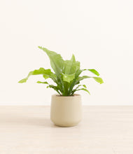 Load image into Gallery viewer, Almond Green*****Profile