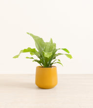 Load image into Gallery viewer, Mustard*****Profile