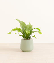 Load image into Gallery viewer, Turquoise*****Profile