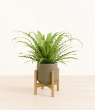 Load image into Gallery viewer, Olive stand:bamboo